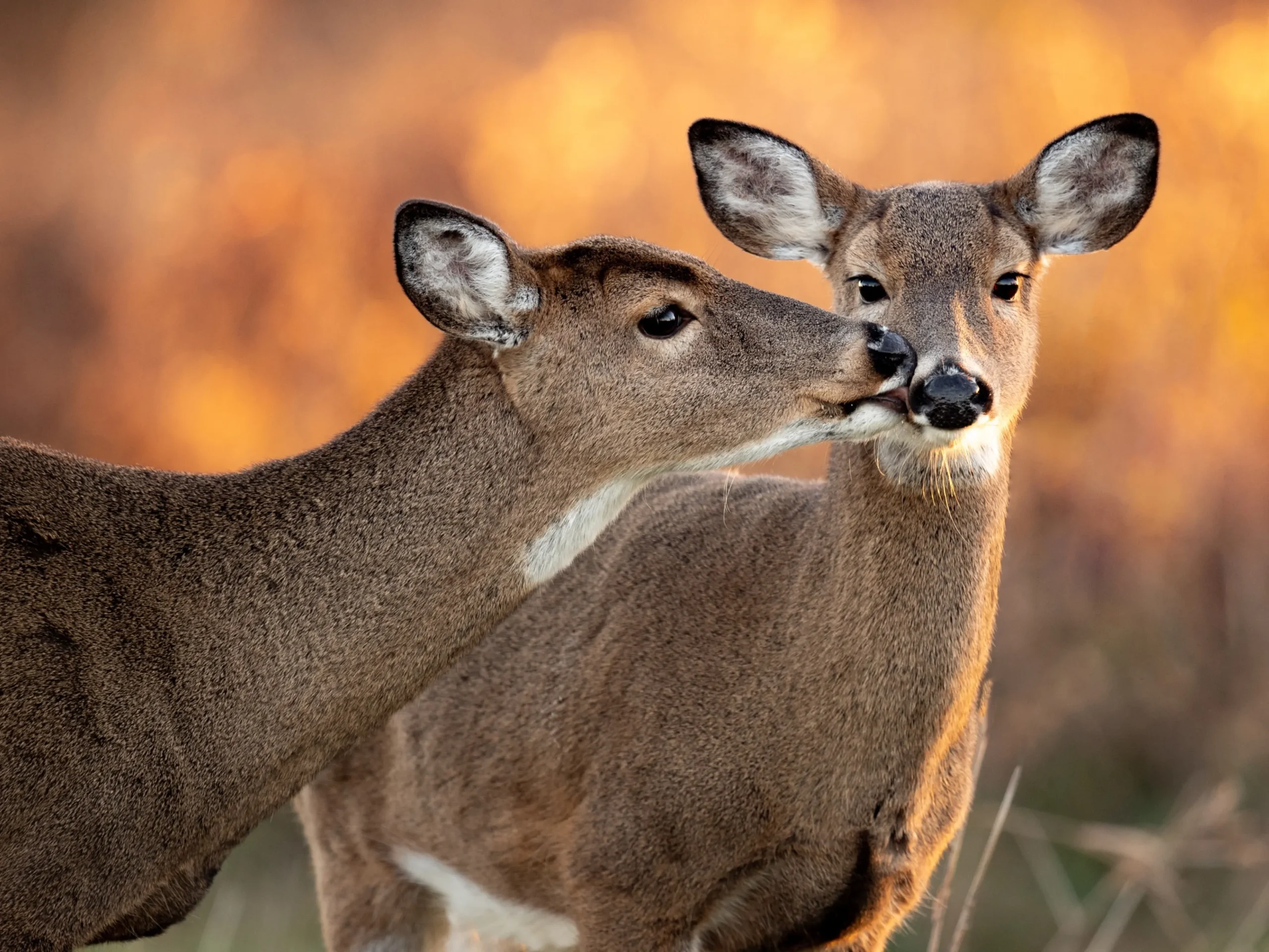 Children of the Same Earth