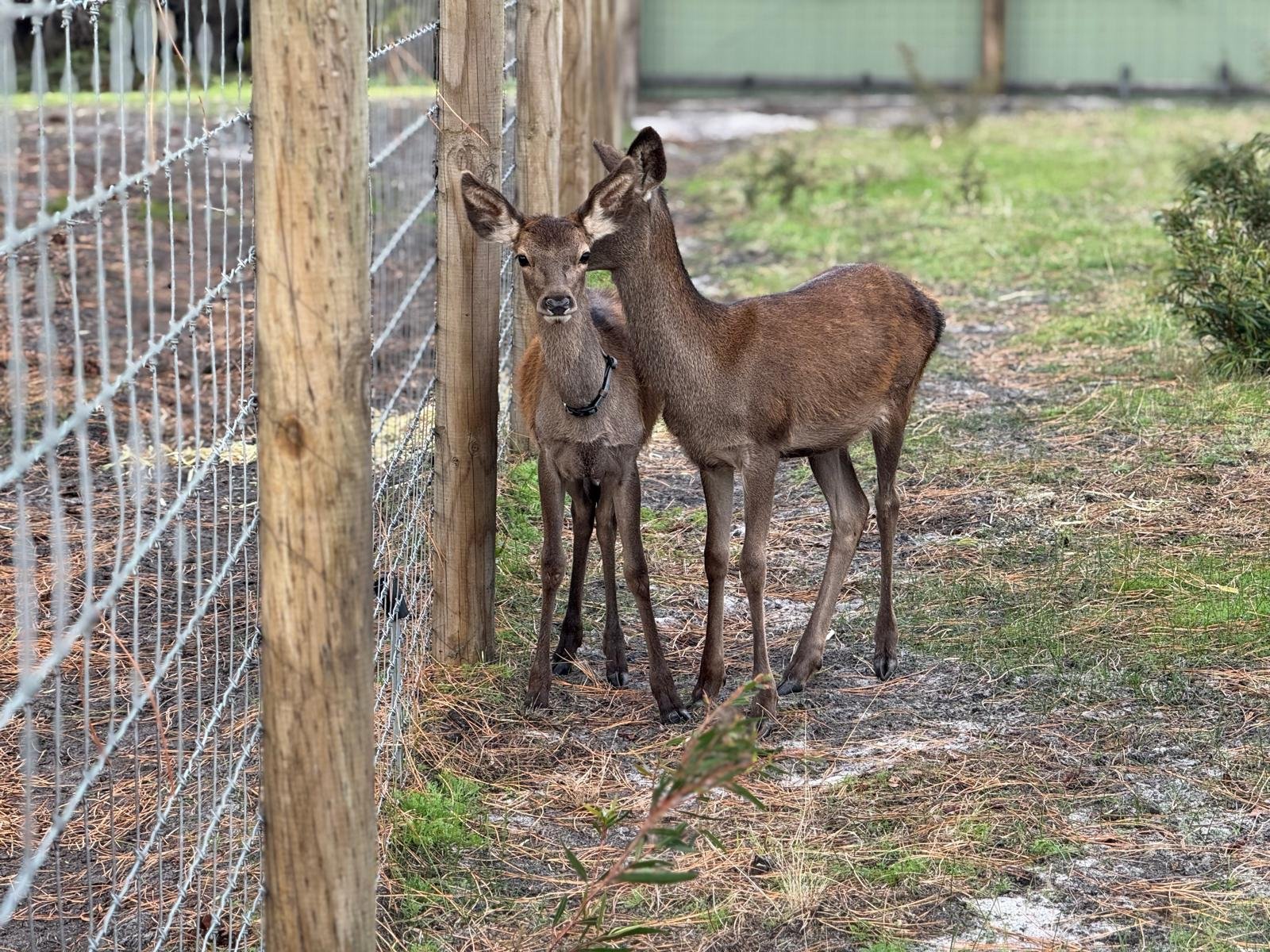 Ammu — The Long Road Back to Trust