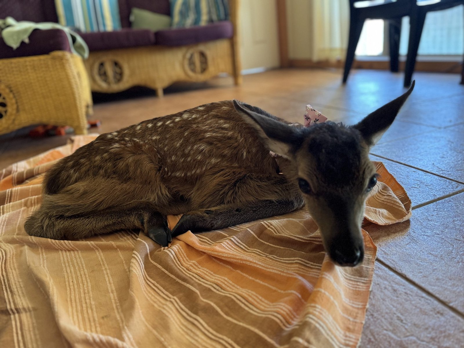 Rani — When Protection Meant Standing Firm